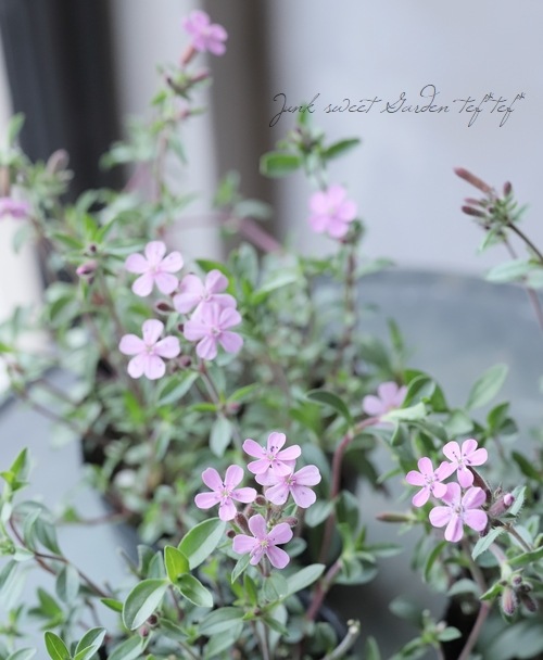 矮性サポナリア オキモイデス ピンク シャボン草 すべての商品 Junk Sweet Garden Tef Tef