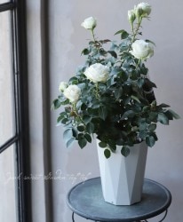 �Х��ġ������ǥ������ �إ��������ȥ�ǥ����ٲ֤ʤ�