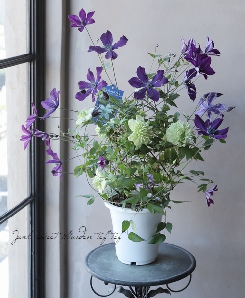 クレマチス エトワールバイオレット ペパーミント Mix植え すべての商品 Junk Sweet Garden Tef Tef