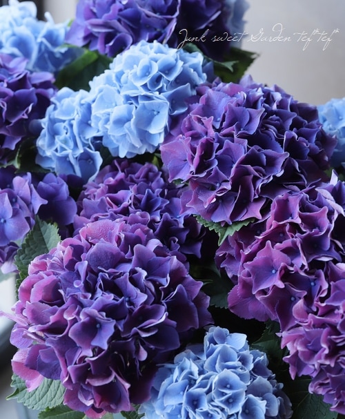 秋色紫陽花品種 『2品種MIX植え』 | すべての商品 | | Junk