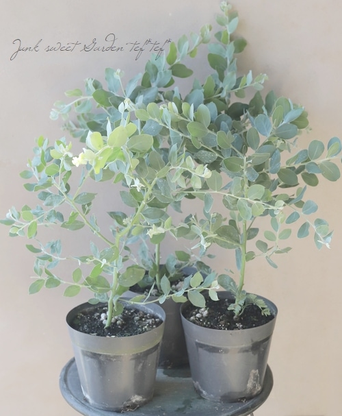 銀葉アカシア 『ブルーブッシュ』 | すべての商品 | | Junk