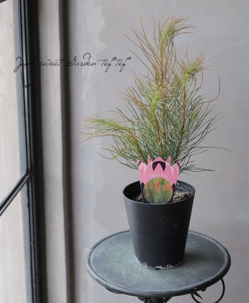 植物引退さん専用　ビースト　産　子株 オーラックス・カンセラータ 『ブロンズヘイズ』オーストラリアン