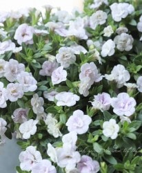 ֥餵Υ֥饳NOZOMIإ꡼ԥ󥰥ӥ塼ƥ