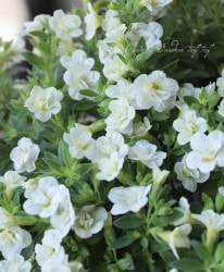 ֥餵Υ֥饳إΡץ󥻥