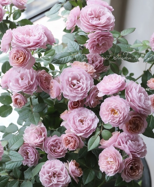 ミニバラ ウェディングゴールド カーナハニーゴールド すべての商品 Junk Sweet Garden Tef Tef