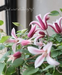 �͵��餭����ޥ������ƥ����󥷥��ϡ��إ�����ե����ޡ١�