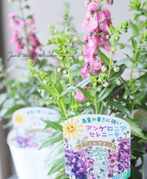 アンゲロニア セレニータ Mix すべての商品 Junk Sweet Garden Tef Tef