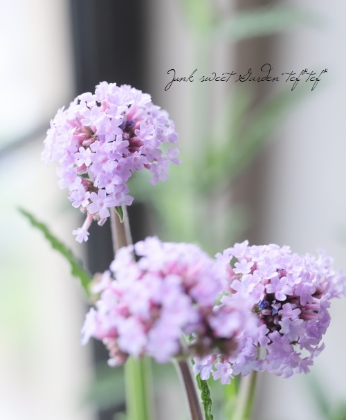 バーベナ メテオールシャワー すべての商品 Junk Sweet Garden Tef Tef