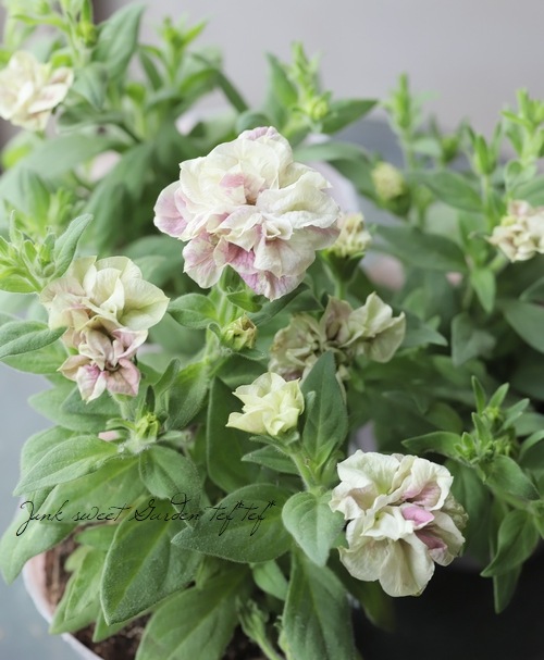 八重咲きペチュニア ベルファージュ 新色 Flower Species Junk Sweet Garden Tef Tef