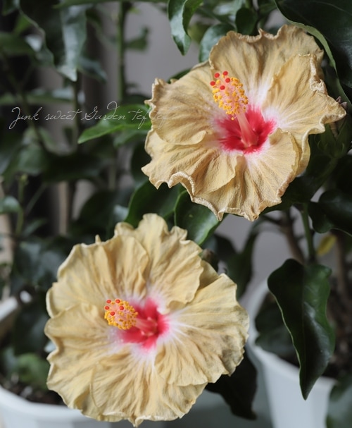 伊良湖岬のハイビスカス 『ゴールデンタイム』 オリジナル品種