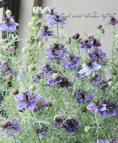 �ڹ�߷���������� �˥��顦�ѥԥ������إߥåɥʥ��ȡ�