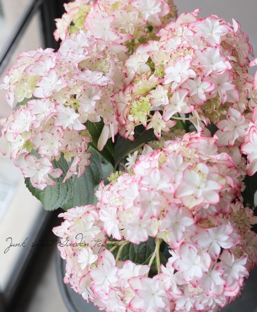 紫陽花 カレン ピンク すべての商品 Junk Sweet Garden Tef Tef