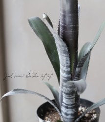 �ڴ��տ�ʪ�ۥ��󥯥֥���ꥢ���ӥ�٥륮�����إ������٥�������