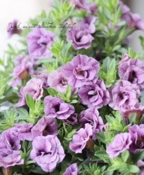 Ȭź餭֥饳إ⡼֥塼