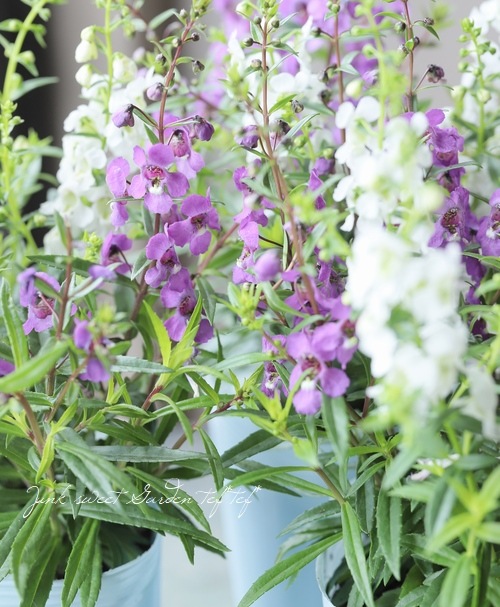 アンゲロニア セレナ ブルー ホワイト Mix植え すべての商品 Junk Sweet Garden Tef Tef