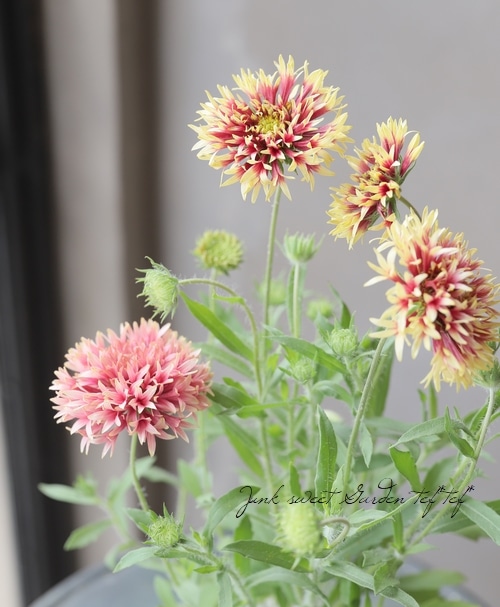 ガイラルディア・ガリア 『ピンクスパーク×コーラルスパーク』 MIX植え