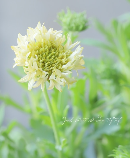 八重咲きガイラルディア・サンダンス 『ホワイト』 | すべての商品