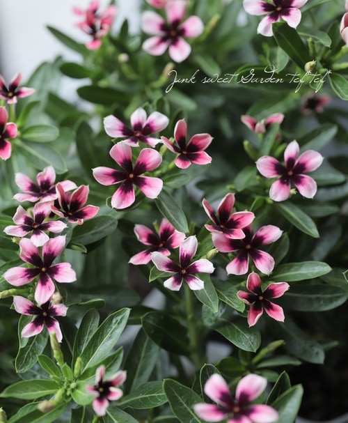 レア品種 ニチニチソウ リトルプティモネ 50 Off すべての商品 Junk Sweet Garden Tef Tef レア品種 ニチニチソウ リトルプティモネ 50 Off すべての商品 Junk Sweet Garden Tef Tef