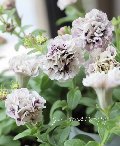 八重咲き小輪ペチュニア エーデル Flower Species ペチュニア Junk Sweet Garden Tef Tef