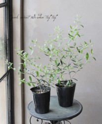 ���꡼�֡��إͥХǥ����֥�󥳡�