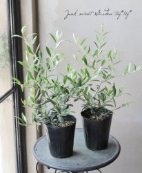 ���꡼�֡��إ���٥��ʡ�