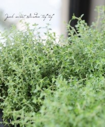 ������ �إ֥륬�ꥹ������ɡ�