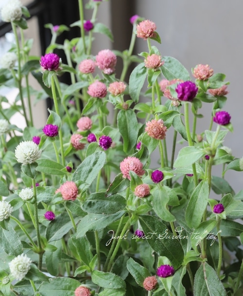 千日紅ラスベガス 3色植え すべての商品 Junk Sweet Garden Tef Tef