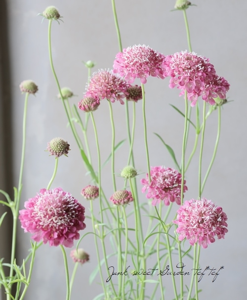 スカビオサ 『アトロパープレア』 アンティークピンク系 樹高約90cm