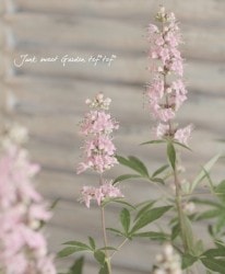 ���Υ˥󥸥�ܥ����إԥ󥯡١������ʥԥ󥯲֡�