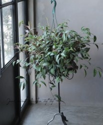 �ڴ��տ�ʪ�ۥ������ʥ󥵥� �إޥ���ĥ���