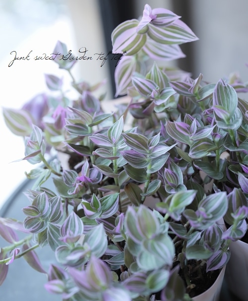 観葉植物 トラデスカンチア ラベンダー すべての商品 Junk Sweet Garden Tef Tef