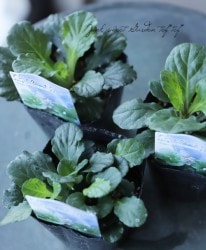 �����奬���إ٥�ǡ�