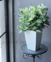 �ڴ��տ�ʪ�ۥǥե���Х��� �إ�����ӥ塼�ƥ�����