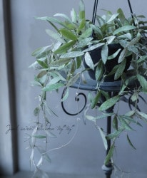 �ڴ��տ�ʪ�� �ۥ䡡�إ�����󥵥��� ��B��