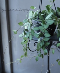 �ڴ��տ�ʪ�� �ۥ䡡�إ���ѥ쥹���� ��A��