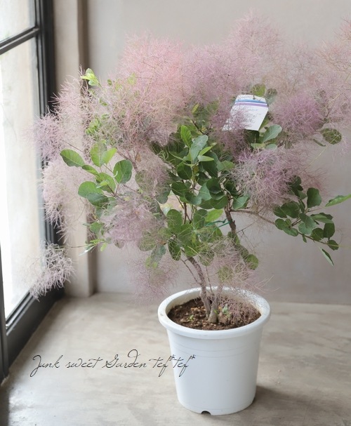 スモークツリー 『バイオレットフィズ』 けむりの木 No.14 樹高約80cm