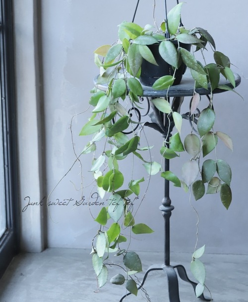 観葉植物】 ホヤ 【D】 | すべての商品 | | Junk sweet Garden tef*tef*