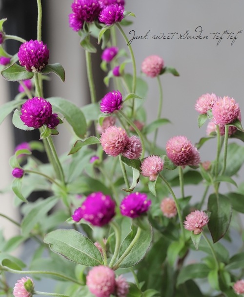 千日紅ラスベガス 2色植え すべての商品 Junk Sweet Garden Tef Tef