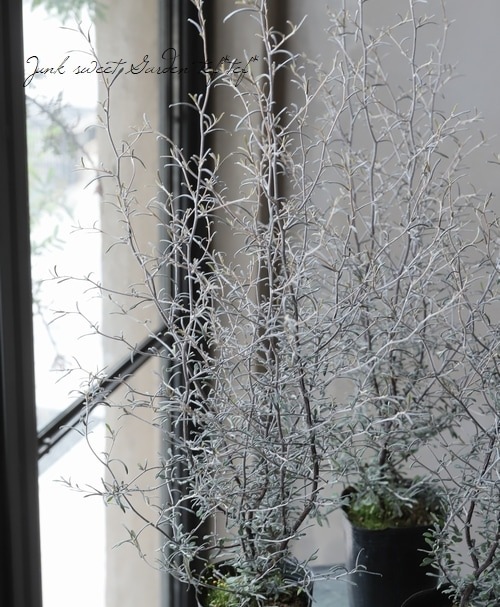 【確認用】　コロキア・コトネアスター コロキア・コトネアスター 『マオリシルバー』 | すべての商品