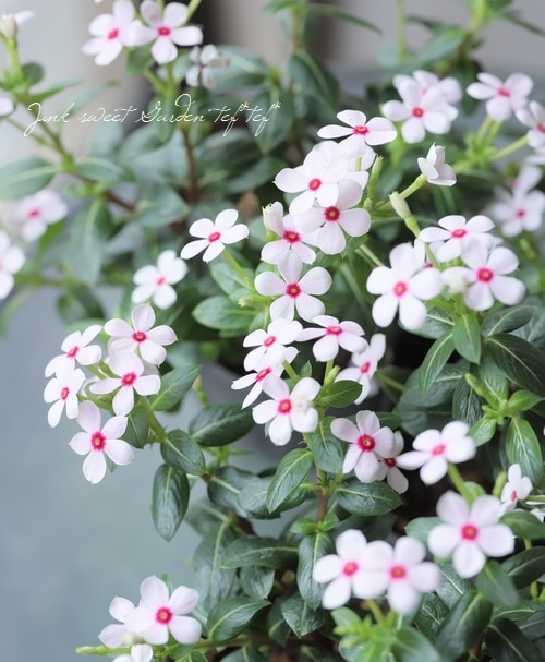 極小輪ニチニチソウ！ミニナツ 『ホワイトチェリー』 | すべての商品