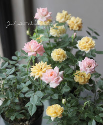 �ߥ˥Х顡�إ⥫�ե��������١�MIX����