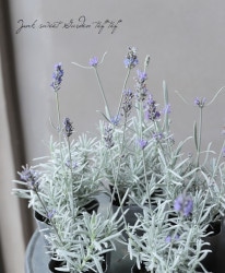 ϥ֥åȷϥ֥ƥå٥ إСɡ