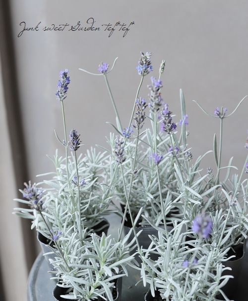 ハイブリット系ラベンダー シルバーサンド すべての商品 Junk Sweet Garden Tef Tef