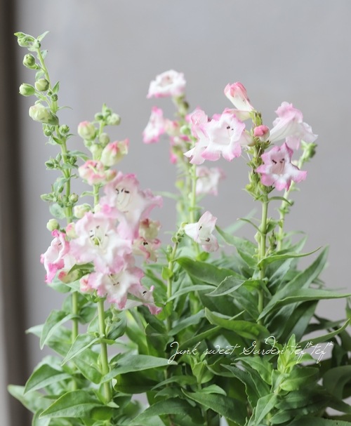 種 花たね ペンステモン アラベスクピンク 1袋 15粒 休日限定