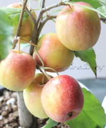 �ڲ̼��� �إ���ץ��β�����󥴡�