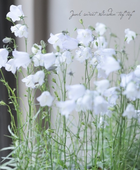 カンパニュラ ロタンディフォリア ブルーパール イトシャジン すべての商品 Junk Sweet Garden Tef Tef