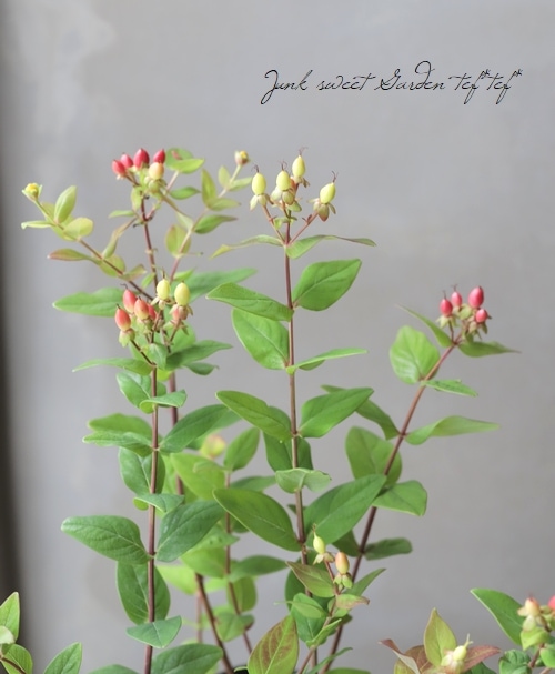 ヒペリカム エクセレントフレアー すべての商品 Junk Sweet Garden Tef Tef