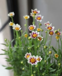 쥪ץإåɥХ顼١֤ʤ20%off