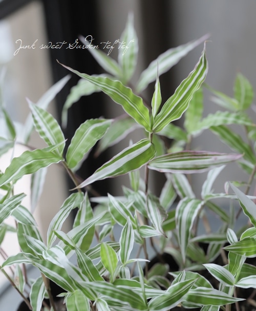 斑入り錦笹 ニシキザサ すべての商品 Junk Sweet Garden Tef Tef