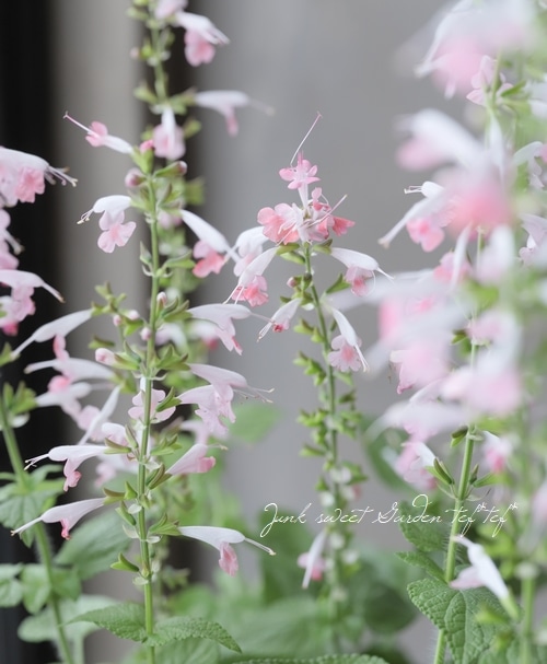 サルビア・コクネシア 『コーラルニンフ』 | すべての商品 | | Junk